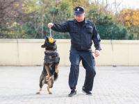 重复指令上千次，特殊“警员”养成记|青岛警察故事②