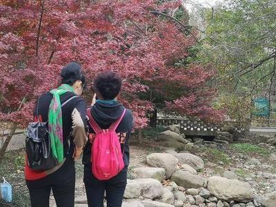 快来中山公园“枫叶谷”留住“枫景”！
