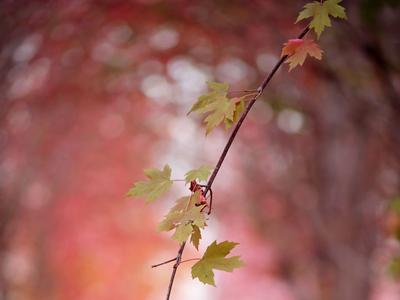 枫叶红了，来小镇看最美秋天