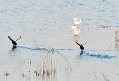 水鸟纷飞、芦苇摇曳……大沽河秋色美如画