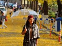 青岛：一朝冬雨寒落叶，满城尽是黄金甲