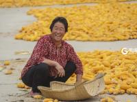 满地金黄，西海岸新区六汪镇的秋天好美