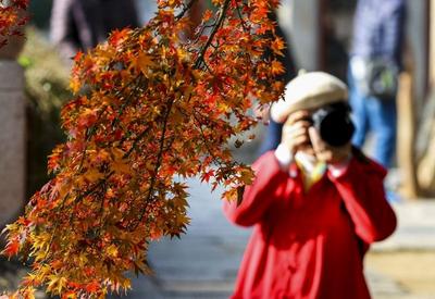 初冬“坚持营业”的红叶，再不看就没啦！
