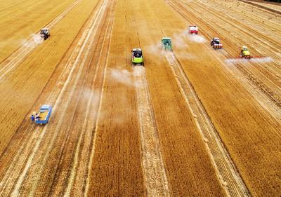 小种子长黄金 青岛加速建设“国际种都”——乡村振兴系列（3）