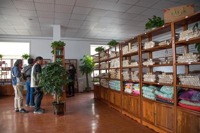 小艾草种出乡村振兴大文章 撑起西海岸张家楼的致富路