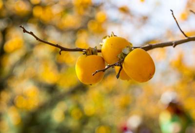 生活“柿柿”如意，即墨鹤山柿子大丰收 