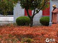 鸡爪槭、石楠……青岛世博园内花木红了！