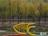 垂柳迢迢微泛黄，初冬李村河别有一番景致