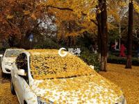 青岛：一朝冬雨寒落叶，满城尽是黄金甲