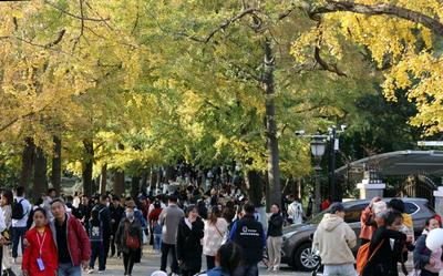 树叶落了海鸥来了，与秋天来一场浪漫告别