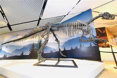 “探秘白垩纪，重返恐龙时代”恐龙化石展在青岛开展