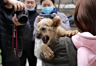 量体重体温、测心率……野生动物也体检