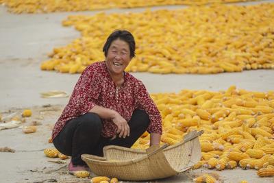 满地金黄，西海岸新区六汪镇的秋天好美