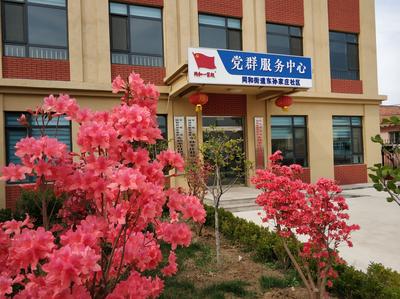 以组织振兴推动乡村全面振兴——乡村振兴系列(9)