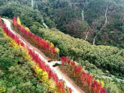 深秋的十梅庵公园：色彩绚丽惹人醉