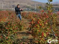 漫山遍野红艳艳！红色的冬青你见过吗？