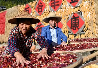 福建尤溪：诗意桂峰 晒秋人家