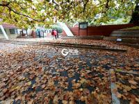 青岛：一朝冬雨寒落叶，满城尽是黄金甲