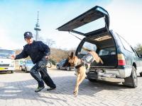 重复指令上千次，特殊“警员”养成记|青岛警察故事②