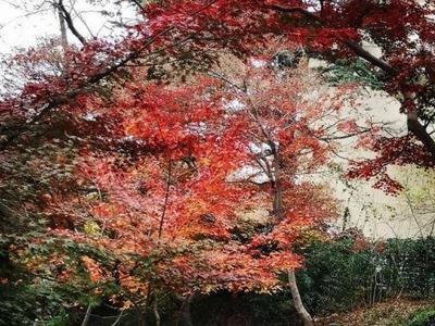 快来中山公园“枫叶谷”留住“枫景”！