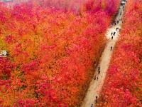 枫叶红了，来小镇看最美秋天