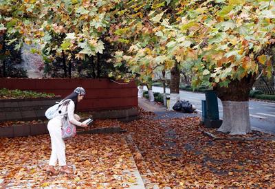 青岛：一朝冬雨寒落叶，满城尽是黄金甲