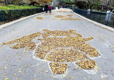 玩出新高度！青岛200余志愿者用落叶拼出一公里“画卷”