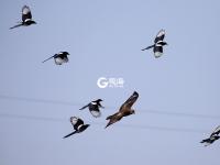 精彩！群鹊斗老鹰，这场战斗到底是谁赢了？