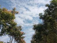 未觉池塘春草绿，阶前梧叶已秋声——深秋的实高园，你见过吗？
