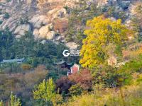 竹林通古寺银杏披金甲 李沧竹子庵景色惹人醉