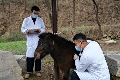 量体重体温、测心率……野生动物也体检