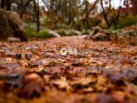 雨后北九水：红叶铺地，美得动人心弦