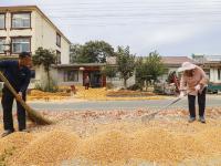 满地金黄，西海岸新区六汪镇的秋天好美