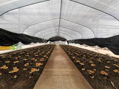 加速生物医药、海洋经济发展！青岛市中药材种养联合科创平台在即墨启用