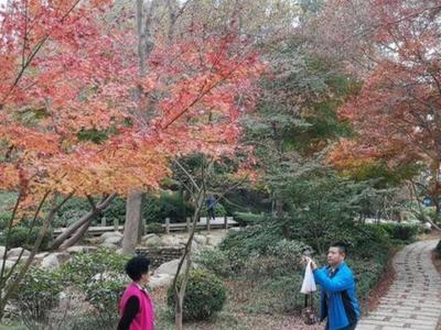 快来中山公园“枫叶谷”留住“枫景”！