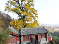 竹林通古寺银杏披金甲 李沧竹子庵景色惹人醉