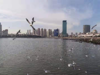 冬日去海边能做什么？栈桥赏鸥