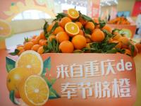 多汁爽口，鲜嫩化渣！万吨奉节脐橙进青岛