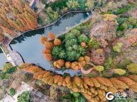 冬日颜值仍在线！青岛这里藏有一片水杉林