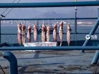 八带鞘、安康鱼、鳗鳞……初冬码头扫货忙