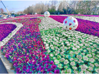 冬天的街头，是它给了我们鲜丽的颜色