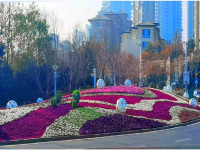 冬天的街头，是它给了我们鲜丽的颜色