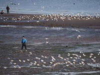 冬日去海边能做什么？栈桥赏鸥