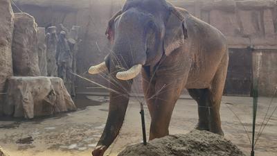 回放 | 河马、大象如何过冬？有空调有加餐！