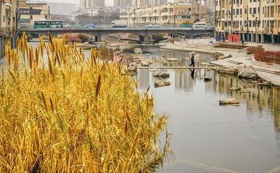 李村河四季画卷：来自大自然的真切告白