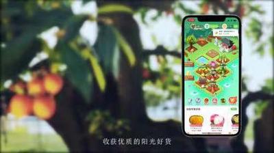 回放 | 实探芭芭农场，收获冬天第一箱柑橘