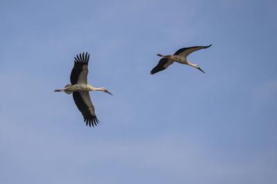 胶州湾湿地迎冬日“贵客”