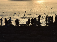 冬日去海边能做什么？栈桥赏鸥