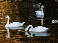 不平凡的2020⑨：记录城市的“生长印记”