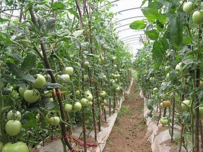 青岛2家企业上榜农产品出口示范企业